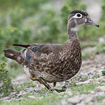 Canard carolin