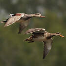 Canard chipeau