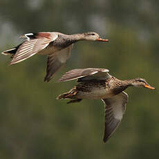 Canard chipeau