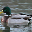 Canard colvert