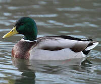 Canard colvert • Mullard • Anas platyrhynchos • Canards de Surface