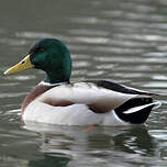 Canard colvert