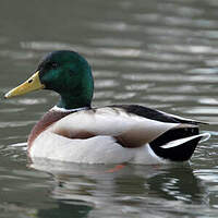 Canard colvert