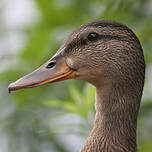 Canard colvert