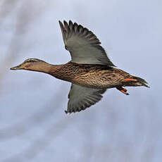 Canard colvert