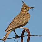 Cochevis huppé