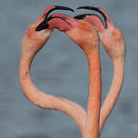 Flamant rose