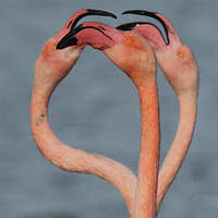 Flamant rose