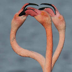 Flamant rose