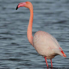 Flamant rose