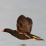 Gallinule poule-d'eau