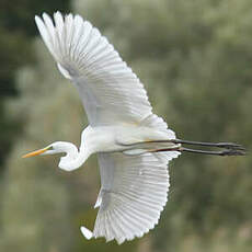 Grande Aigrette