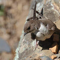 Hirondelle de rochers