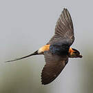 Hirondelle rousseline