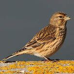 Linotte mélodieuse