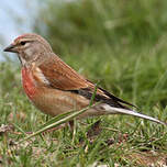 Linotte mélodieuse