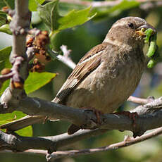 Moineau espagnol