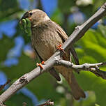 Moineau espagnol