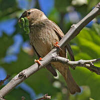 Moineau espagnol