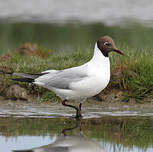 Mouette rieuse