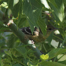 Oriole du Nord