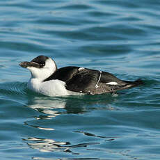 Pingouin torda