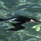 Pingouin torda