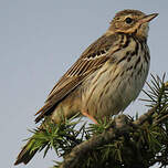 Pipit des arbres