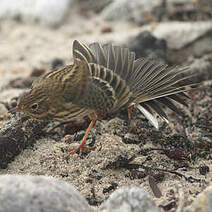 Pipit farlouse