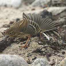 Pipit farlouse