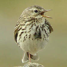 Pipit farlouse