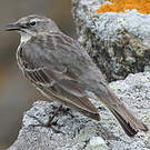 Pipit maritime