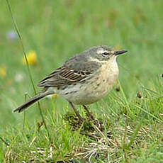 Pipit spioncelle