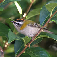 Oiseau roitelet debout H9cm avec pique en fer rouillé