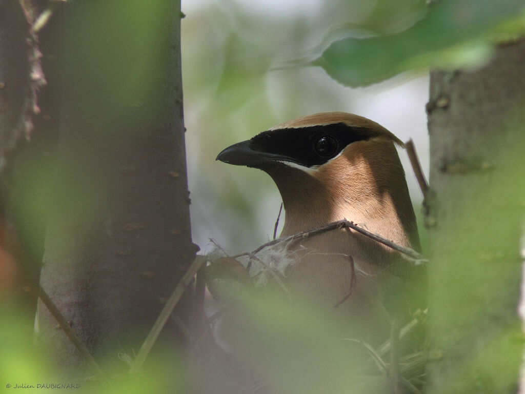 Jaseur d'Amérique, identification