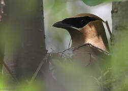 Cedar Waxwing