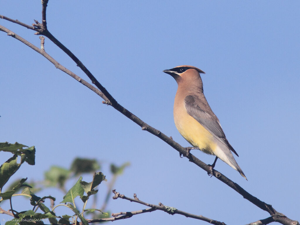 Cedar Waxwing, identification