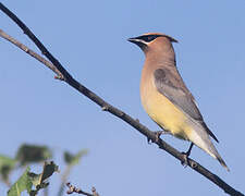 Cedar Waxwing