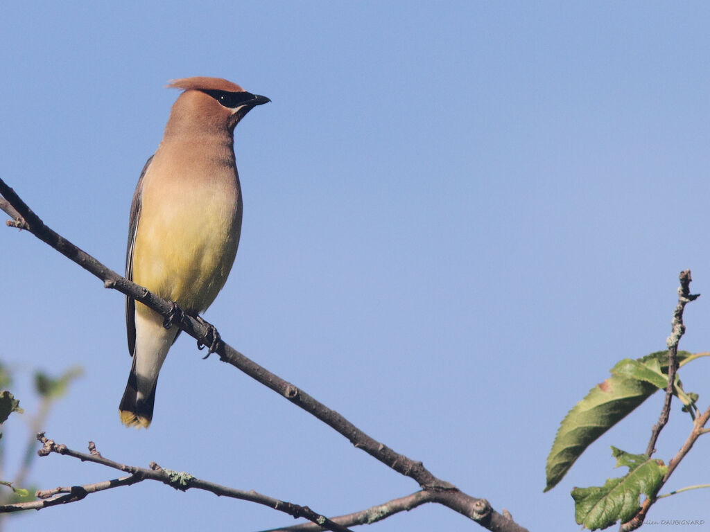 Cedar Waxwing, identification