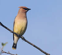 Cedar Waxwing