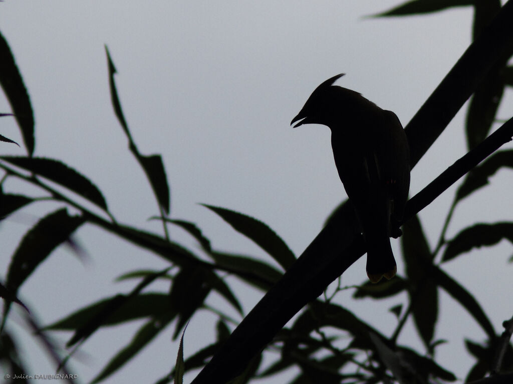 Cedar Waxwing