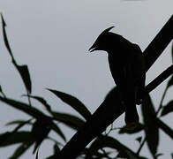 Cedar Waxwing