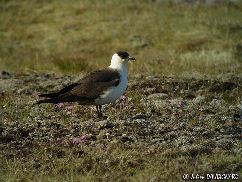 Parasitic Jaeger