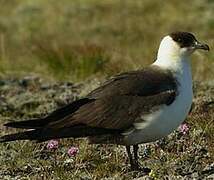 Parasitic Jaeger