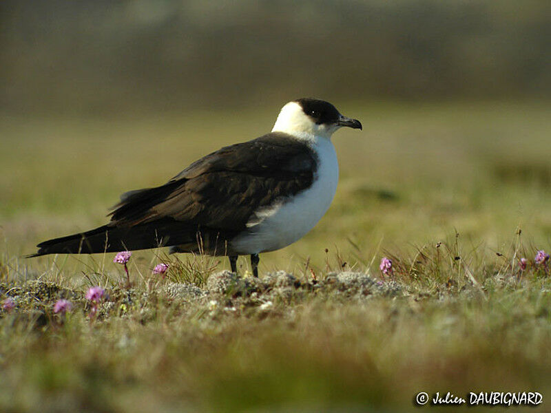 Parasitic Jaeger