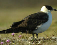 Parasitic Jaeger