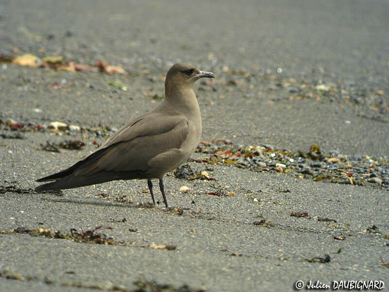 Labbe parasite femelle adulte, identification