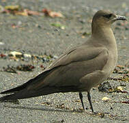 Parasitic Jaeger