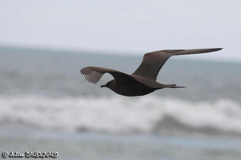 Parasitic Jaeger