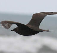 Parasitic Jaeger